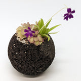 Plant Assortment Pot, Carnivorous Plant Growing Kit with Lava Rock Pot, Pinguicula or Bog