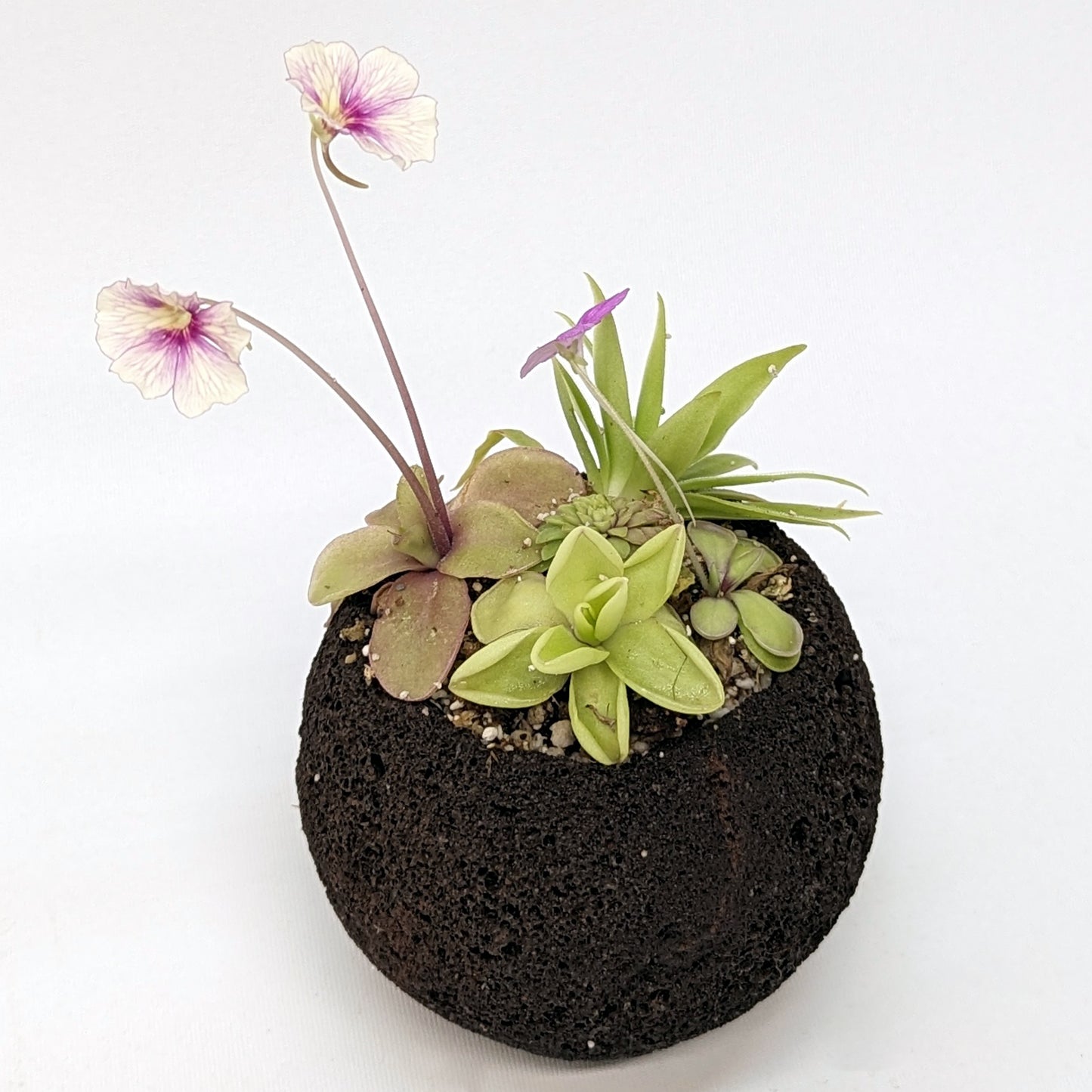 carnivorous succulent Plant Assortment Pot, Carnivorous Plant Growing Kit with Lava Rock Pot – Carnivero