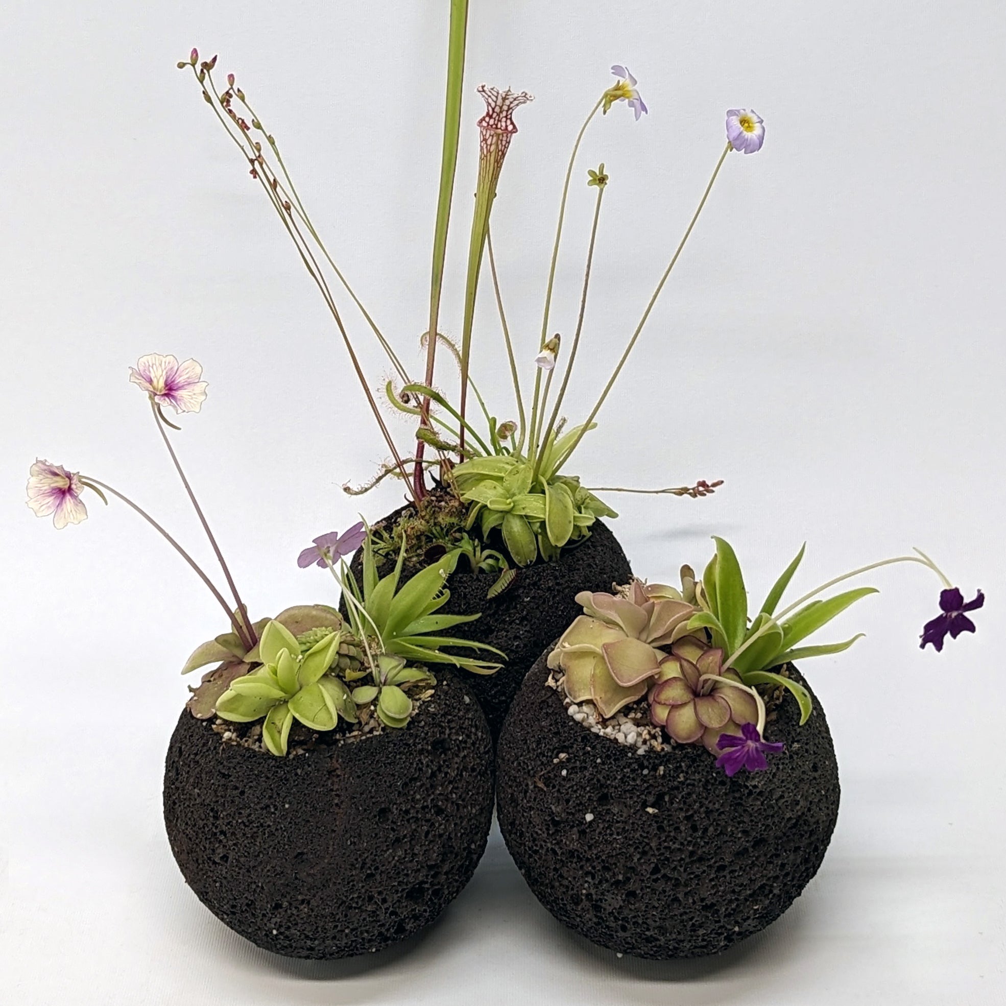 Plant Assortment Pot, Carnivorous Plant Growing Kit with Lava Rock