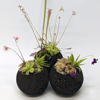Plant Assortment Pot, Carnivorous Plant Growing Kit with Lava Rock Pot, Pinguicula or Bog