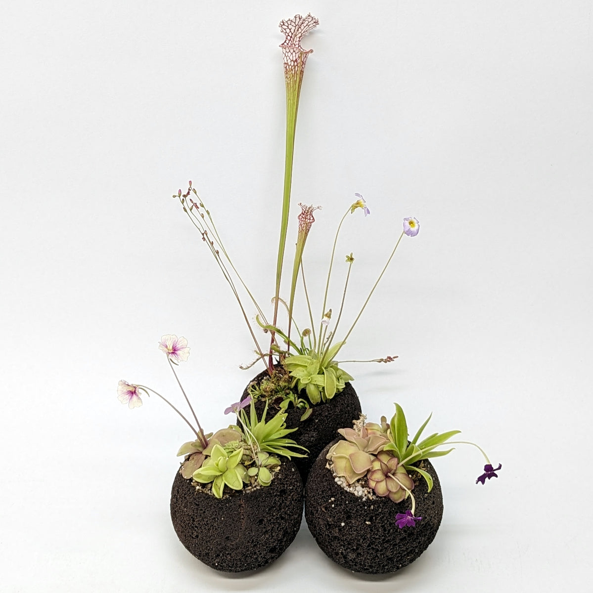Plant Assortment Pot, Carnivorous Plant Growing Kit with Lava Rock Pot