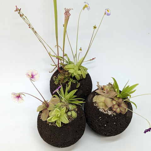 Three lava rock planters filled with a carnivorous plant assortment including butterwort rosettes and tall flower stalks