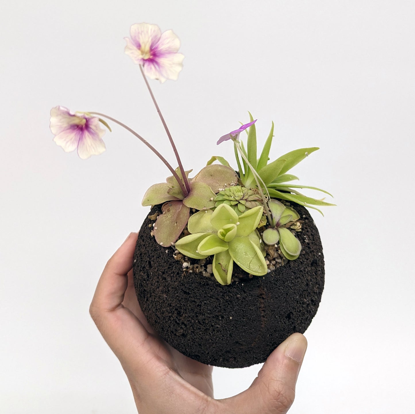 lava rock in potted plants Plant Assortment Pot, Carnivorous Plant Growing Kit with Lava Rock Pot – Carnivero