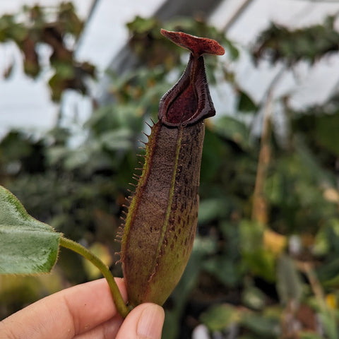 Close up of Nepenthes Purple Haze pitcher with a brown elongated body and dark maroon hood in a greenhouse background