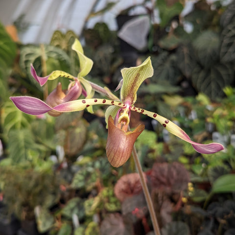 Paphiopedilum lowii Exotic Dancer orchid in bloom with pink and green petals and a brown pouch lip