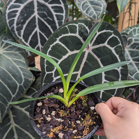 Young Paphiopedilum William Ambler orchid seedling in a pot with fresh green leaves, backed by large white veined foliage