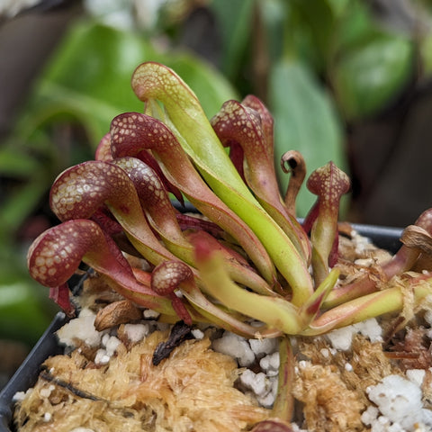 Darlingtonia californica Cobra Lily with burgundy green tubular traps and patterned surfaces in soil.