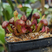 Darlingtonia californica, California Pitcher Plant, Cobra Lily