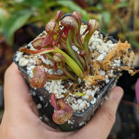 Darlingtonia californica, California Pitcher Plant, Cobra Lily