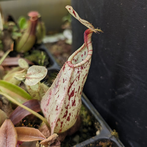 Giant Nepenthes rafflesiana Leilani x maxima x truncata pitcher plant with a tall pale cream pitcher speckled in red.