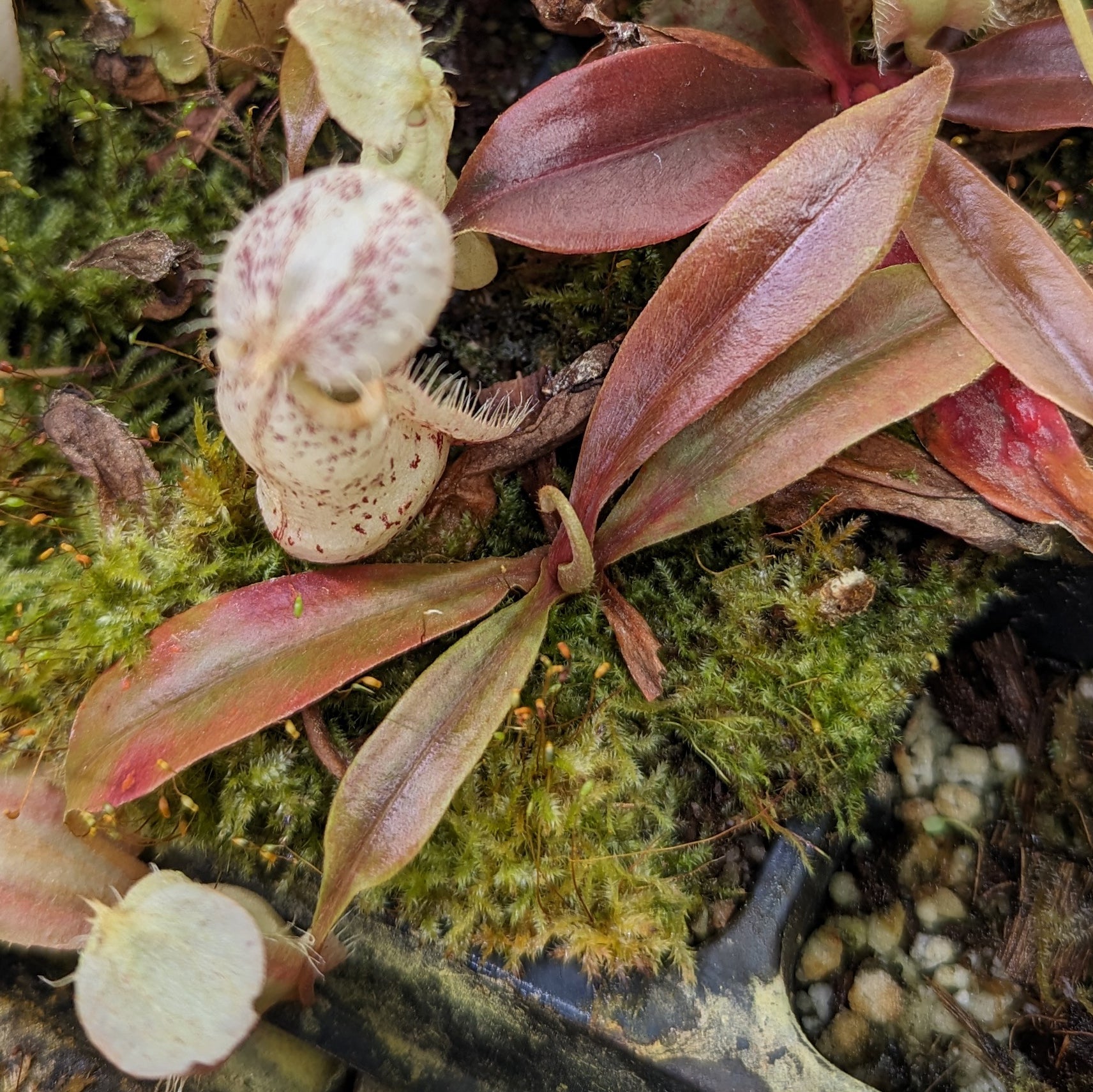 チョウチャン 虹パラ Nepenthes rafflesiana Leilani x {'Song of Melancholy' x [(lowii x