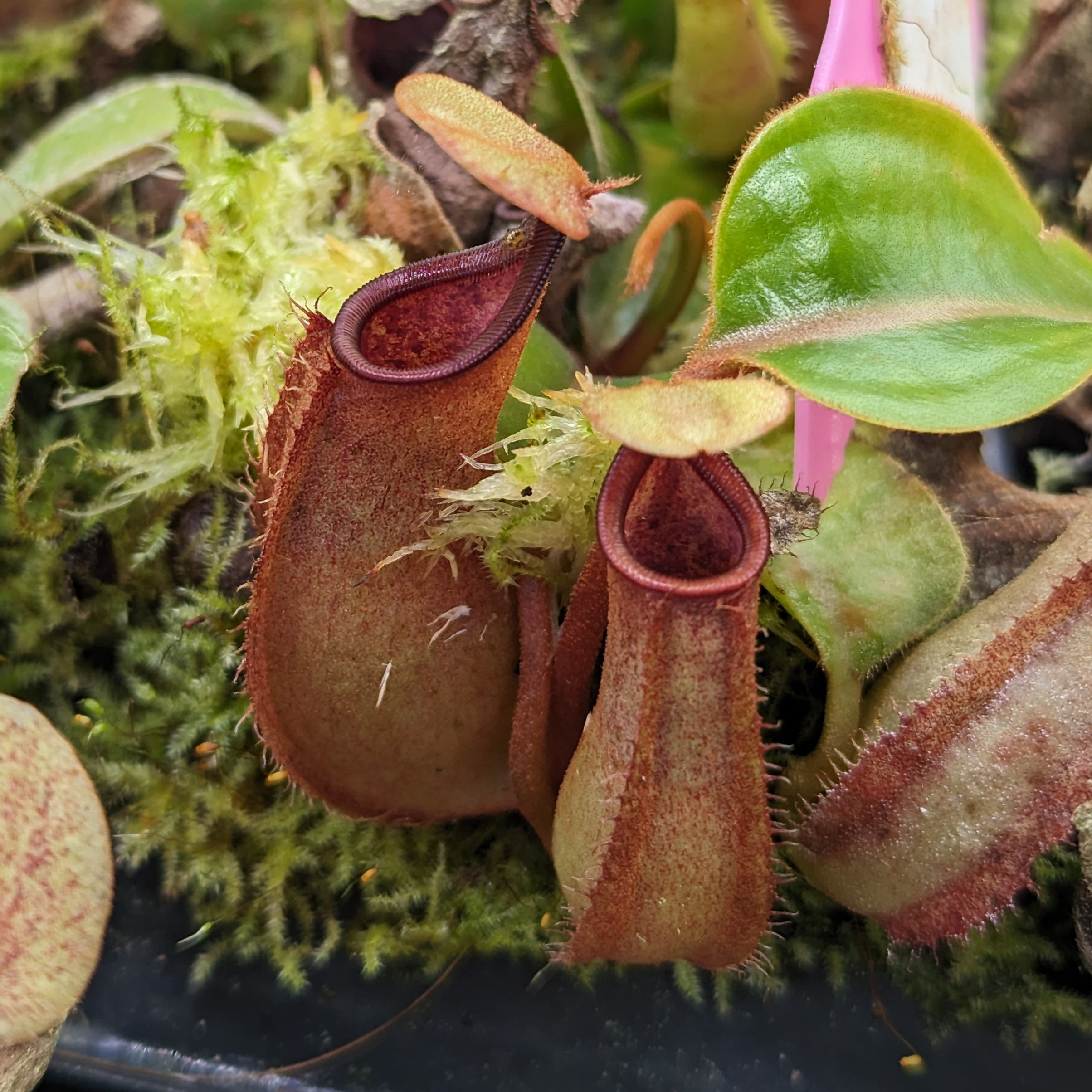 Nepenthes truncata x bicalcarata, CAR-0426 – Carnivero