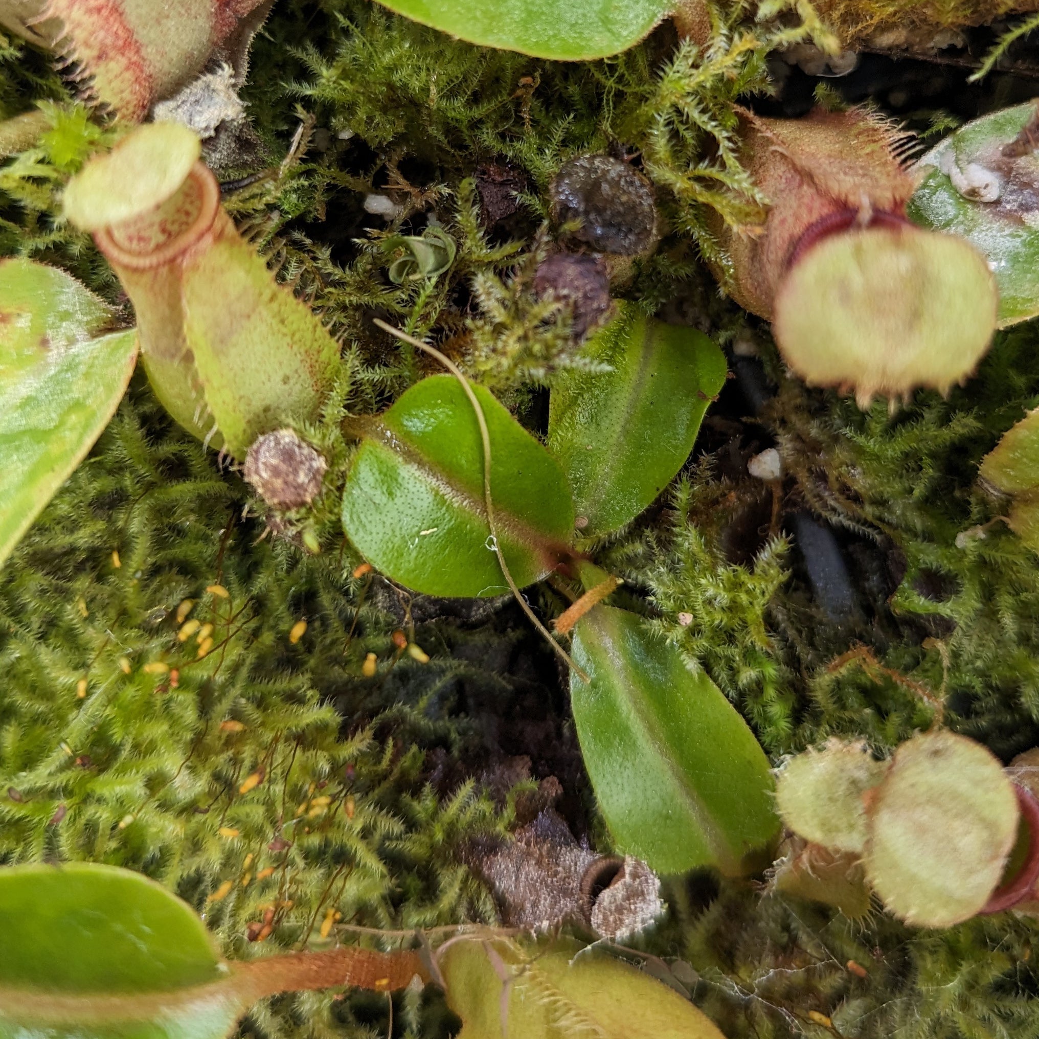 Nepenthes truncata x bicalcarata, CAR-0426 – Carnivero