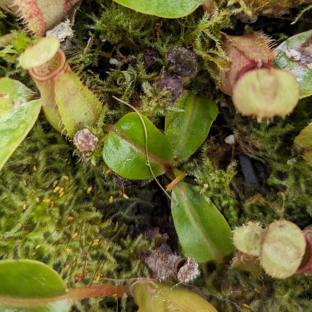 
                      
                        Nepenthes truncata x bicalcarata, CAR-0426
                      
                    
