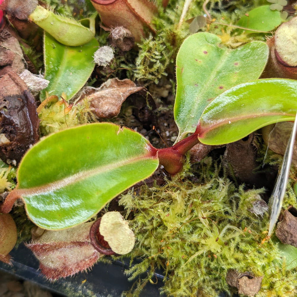 
                      
                        Nepenthes truncata x bicalcarata, CAR-0426
                      
                    