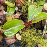 Nepenthes truncata x bicalcarata, CAR-0426