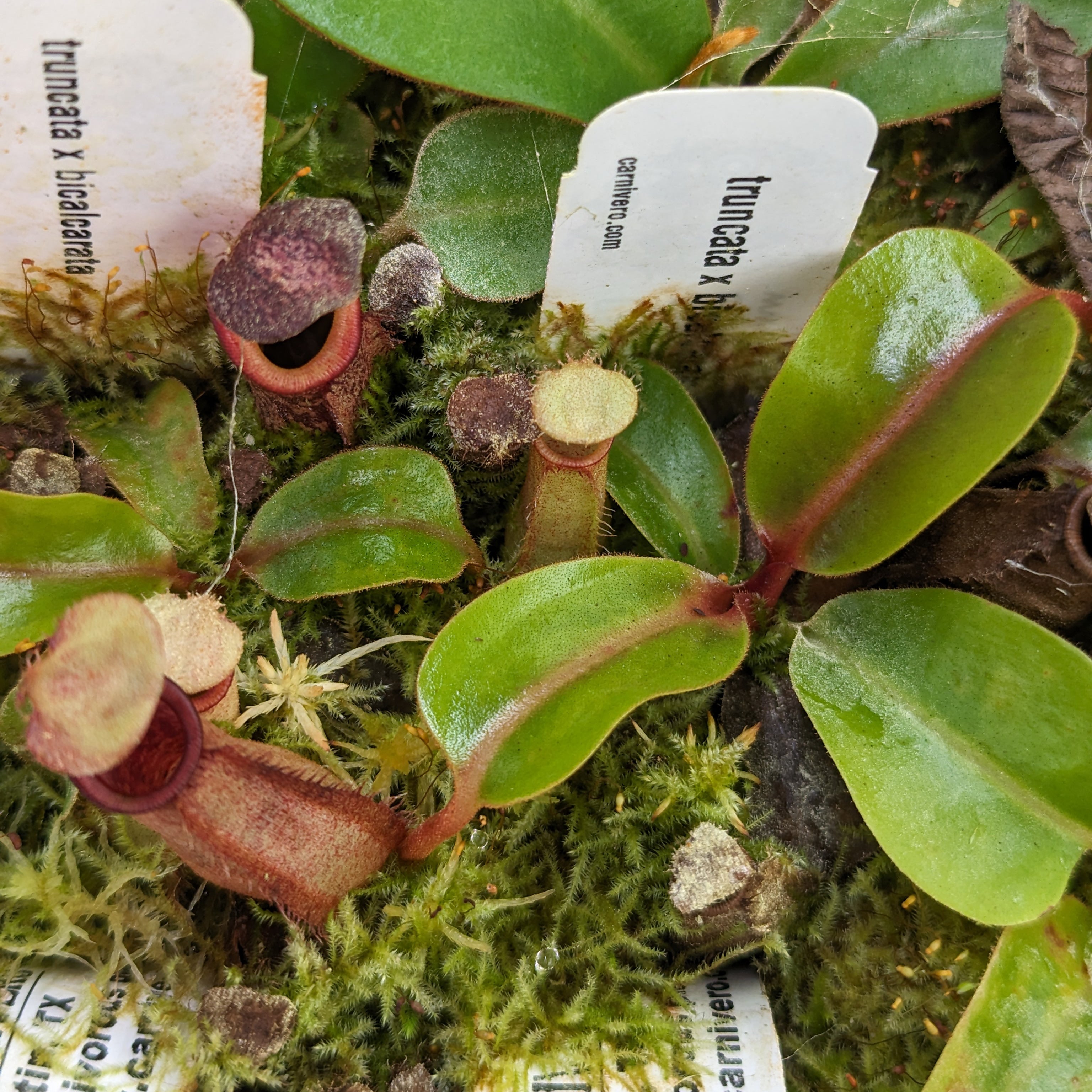 花 t3plant.car Nepenthes truncata x bicalcarata, CAR-0426 – Carnivero
