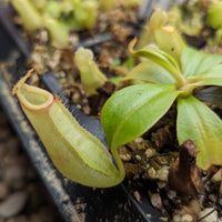 Nepenthes bicalcarata x (northiana x veitchii), CAR-0427