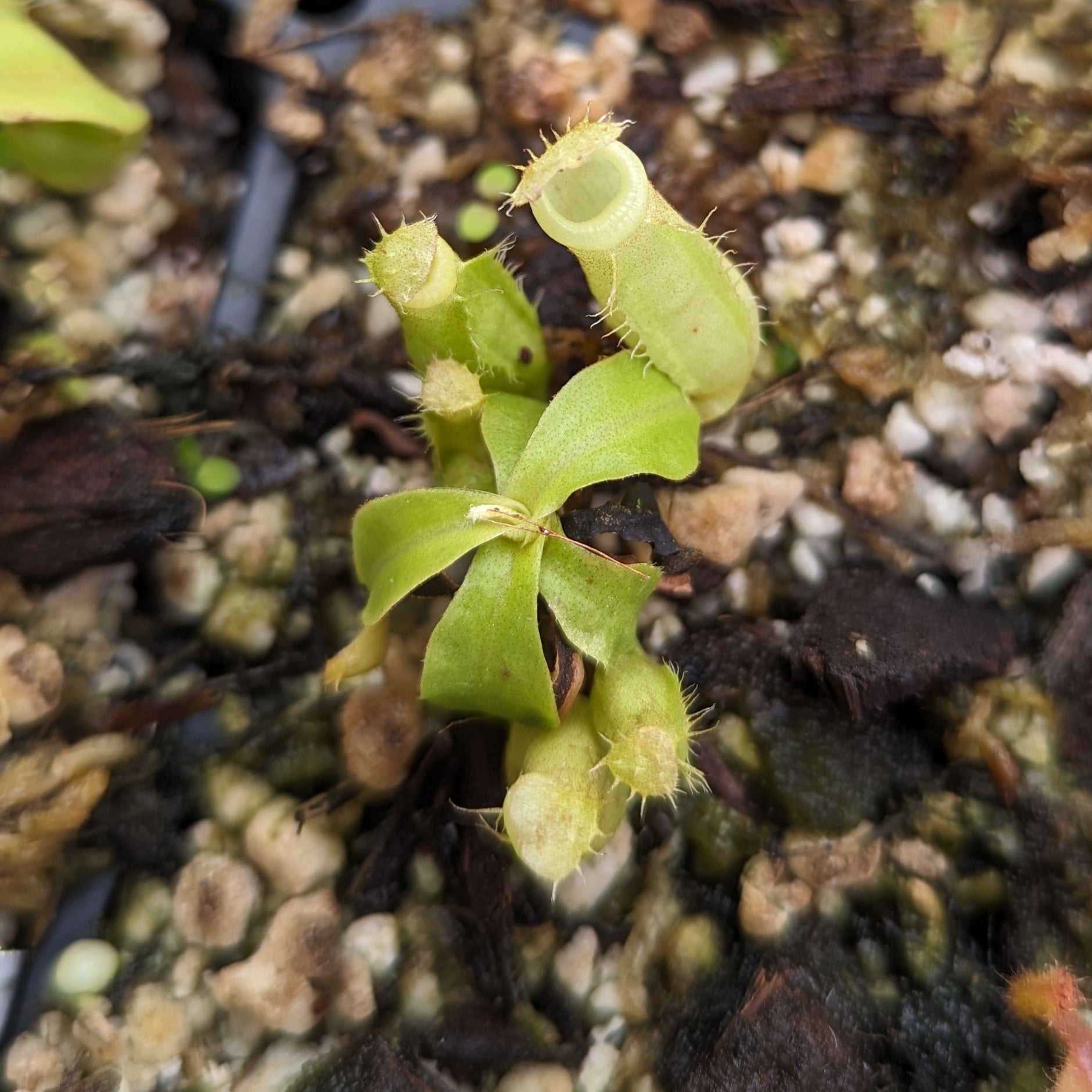 Nepenthes bicalcarata x (northiana x veitchii), CAR-0427 – Carnivero
