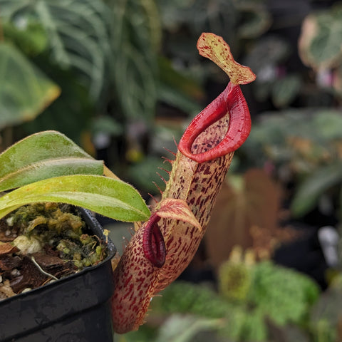 Tall Nepenthes spathulata x jacquelineae x platychila pitcher with red peristome and spotted tube