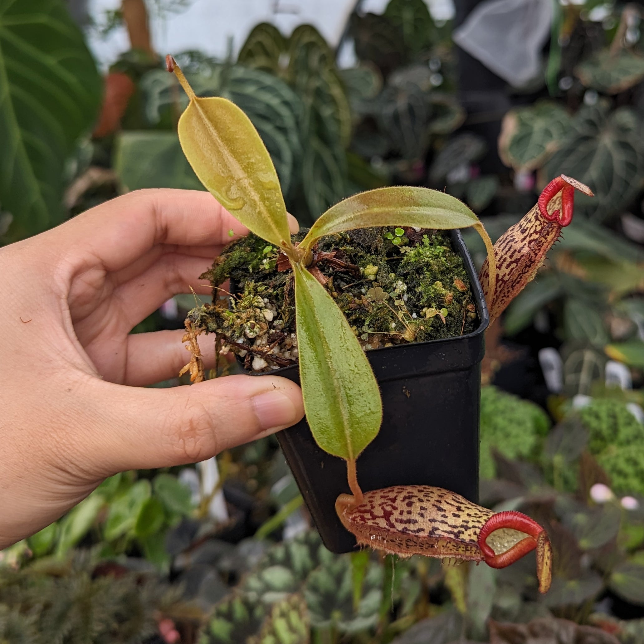 Nepenthes (spathulata x jacquelineaea) x platychila, CAR-0428