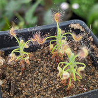 Drosera scorpioides "very light pink Fl.", Shaggy Sundew, Pygmy Sundew