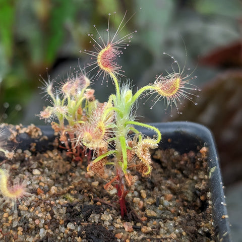 Drosera scorpioides pygmy sundew with very light pink shaggy leaves and dew covered tentacles.