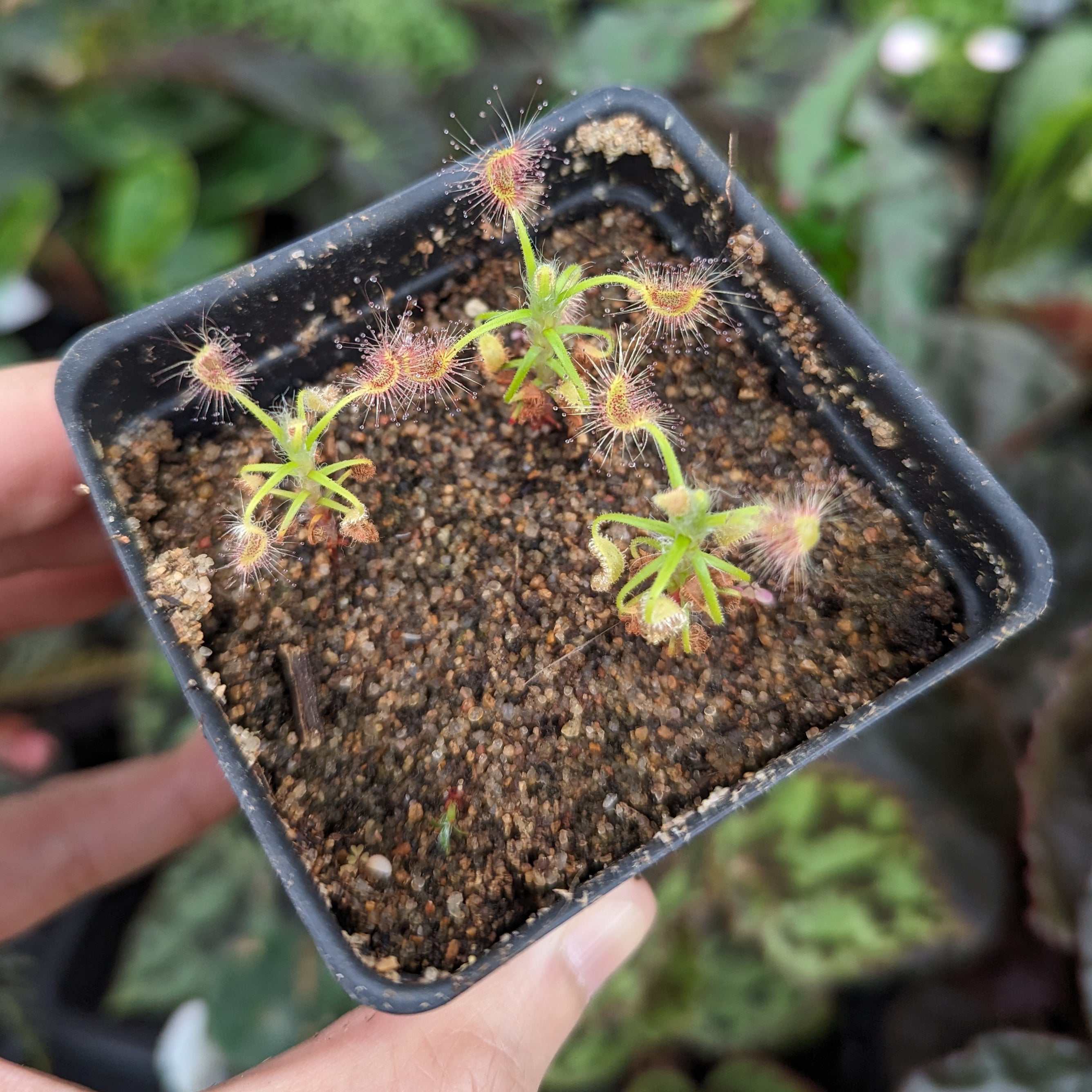 Drosera scorpioides 