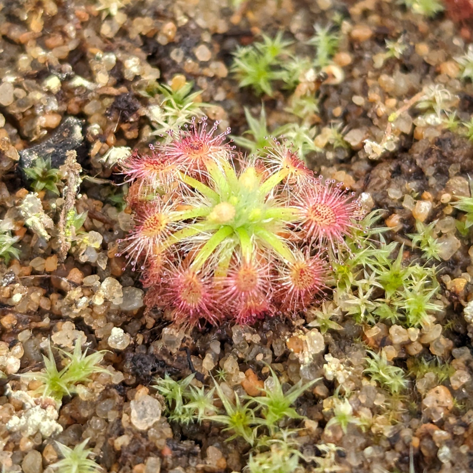 Drosera x Dork's Pink Pygmy Sundew Carnivorous Plant – Carnivero