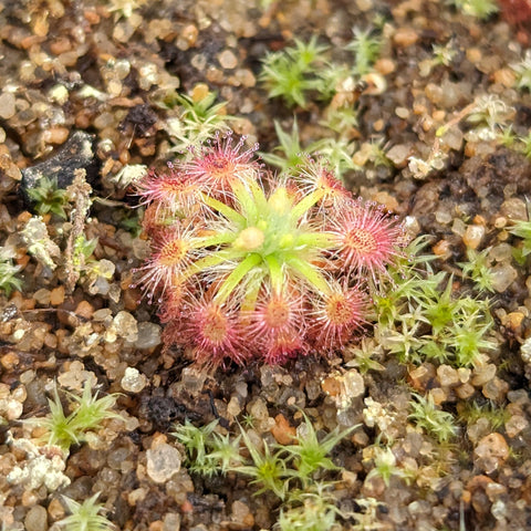 Drosera x Dork's Pink Pygmy Sundew rosette with dew-tipped pink tentacles in rocky soil.