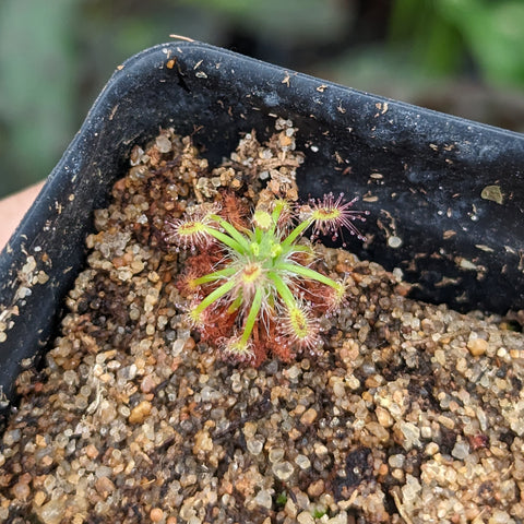 Green rosette with red hairlike tentacles of Drosera stelliflora pygmy sundew in gritty soil.