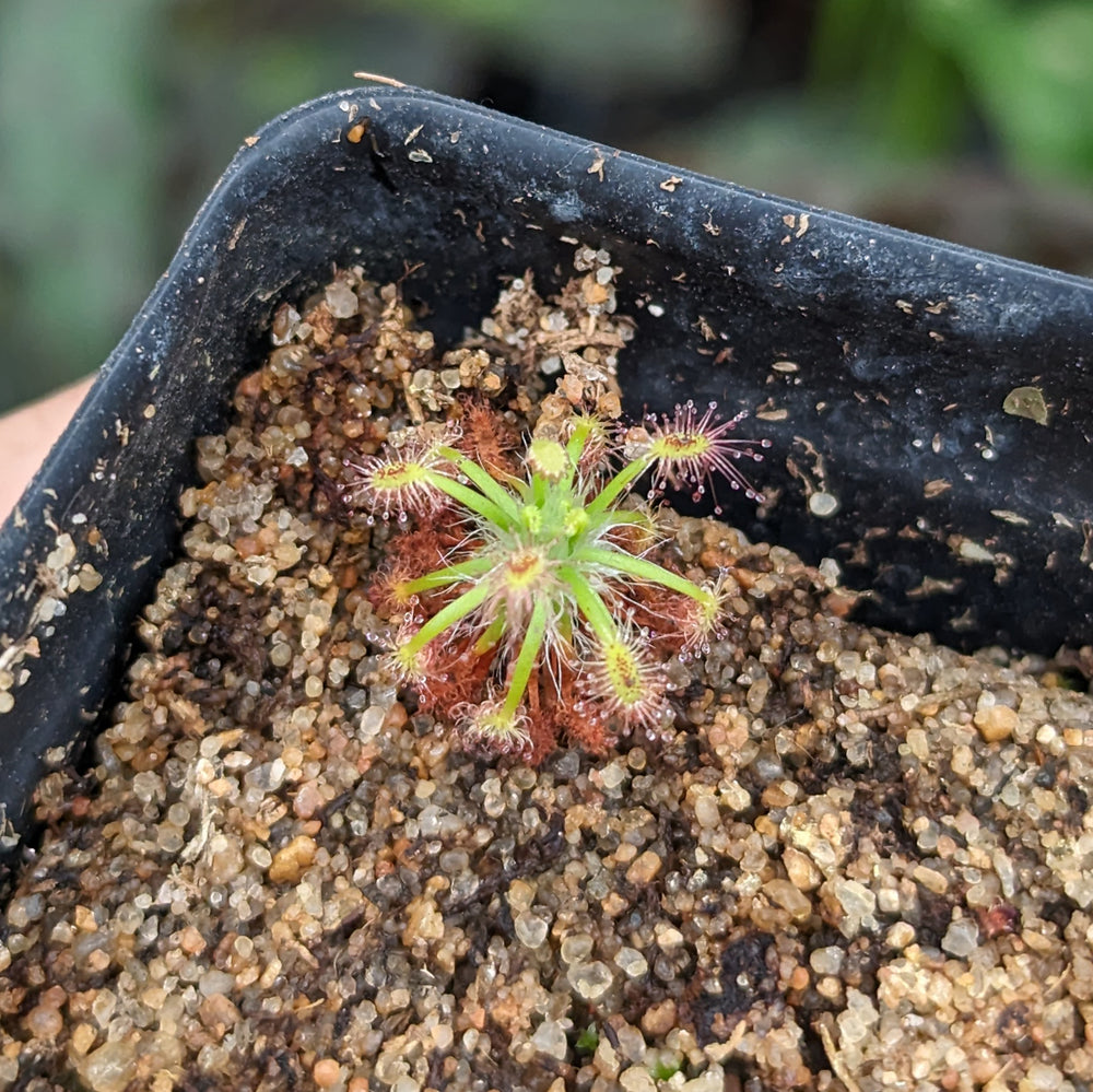 Drosera stelliflora Pygmy Sundew