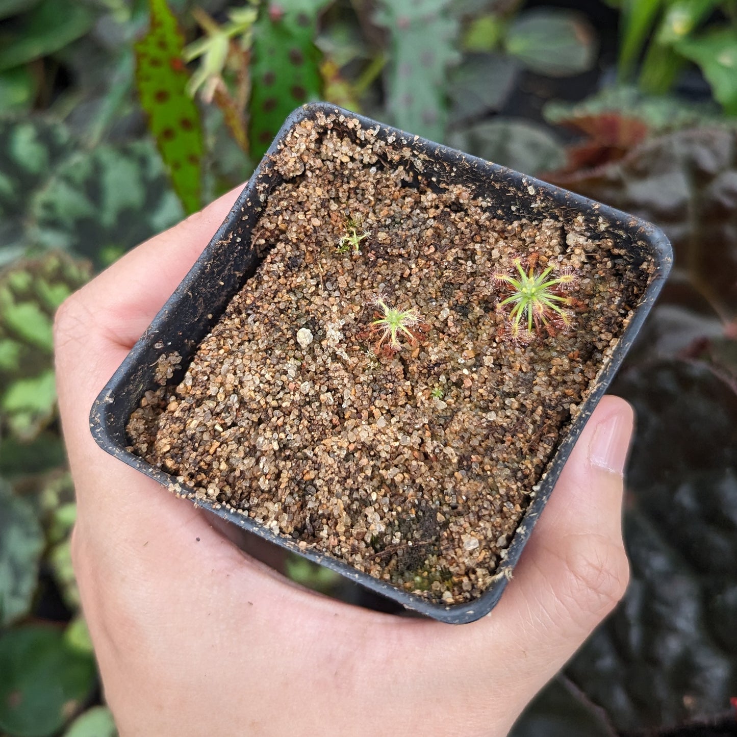 drosera potting mix Drosera stelliflora Pygmy Sundew – Carnivero