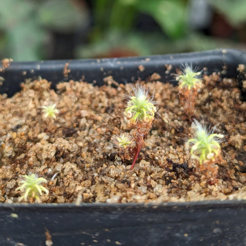 Drosera lasiantha pygmy sundews with bright green star rosettes atop reddish stalks in sandy soil.
