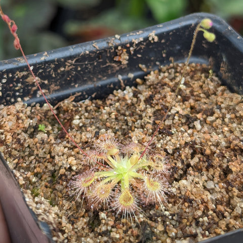 Drosera omissa x pulchella pygmy sundew cluster with tiny rosettes and slender red flower stalks in gritty soil.