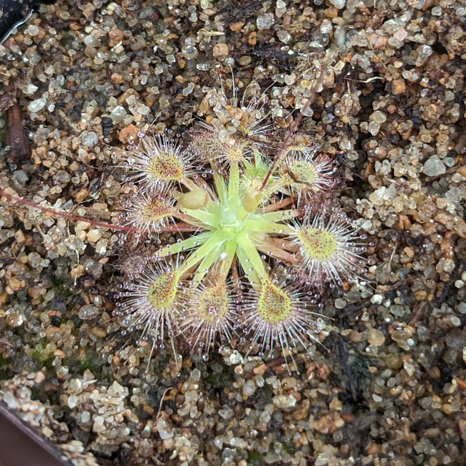 Drosera omissa x pulchella Pygmy Sundew – Carnivero