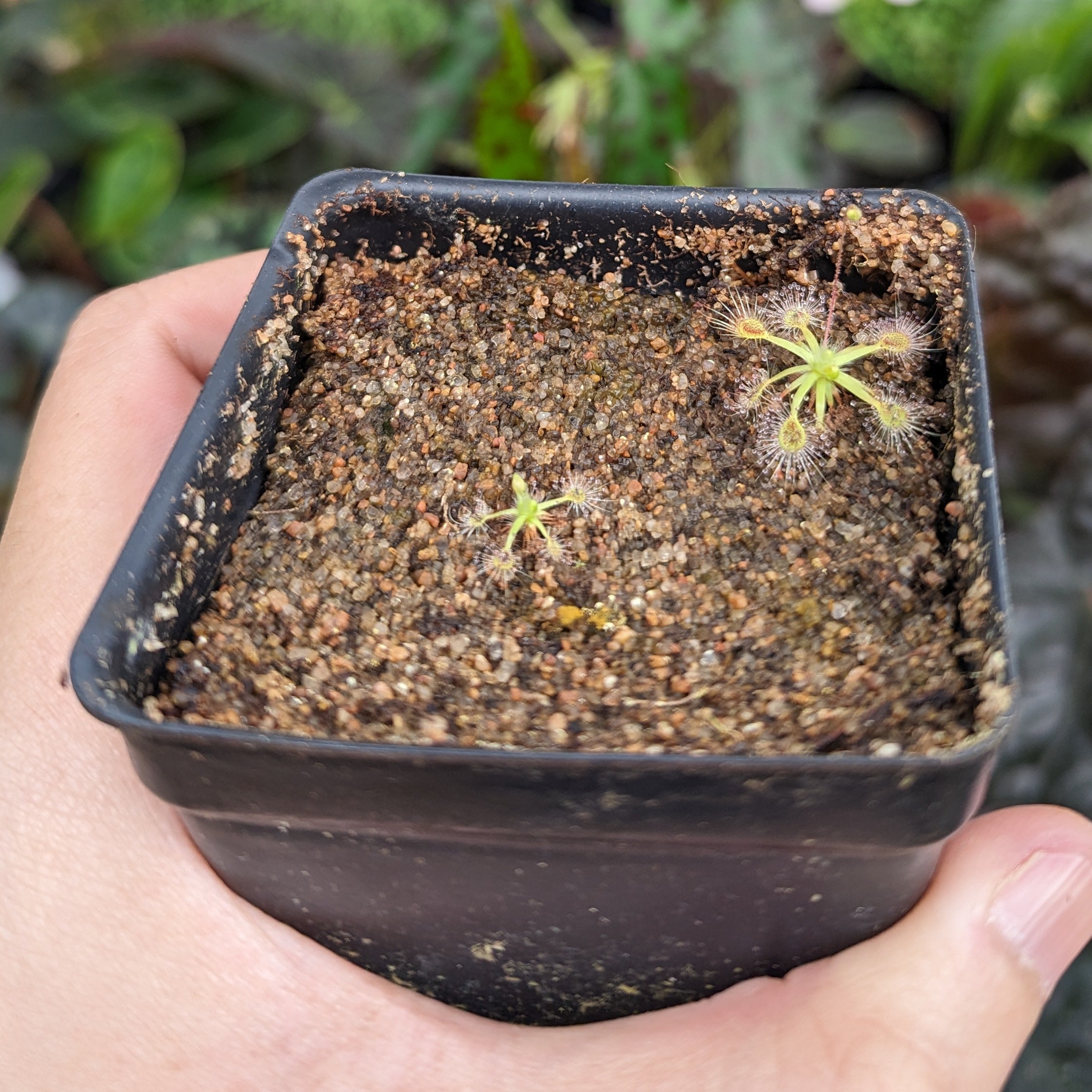 Drosera omissa x pulchella Pygmy Sundew – Carnivero