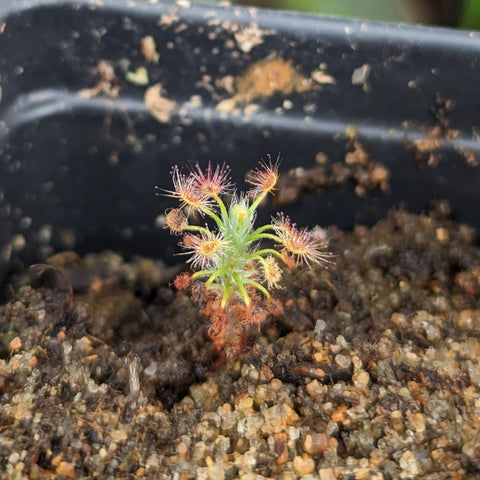 Drosera gibsonii pygmy sundew seedling with a green stem and pink dew on the traps.