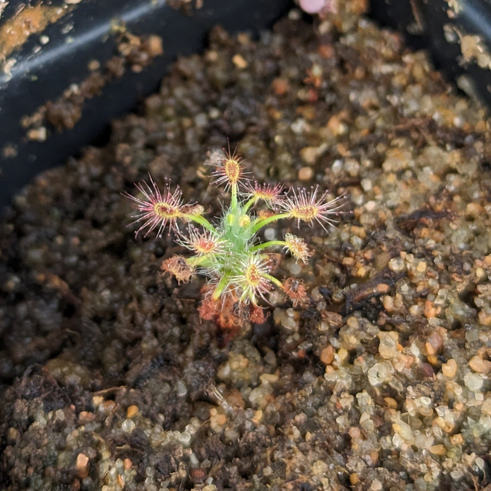 Drosera gibsonii Pygmy Sundew – Carnivero