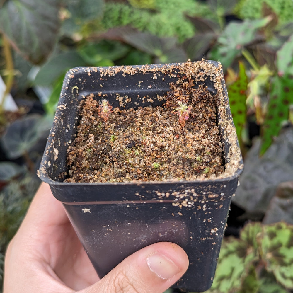 
                      
                        Drosera gibsonii Pygmy Sundew
                      
                    