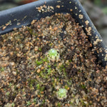 Drosera pycnoblasta Pygmy Sundew