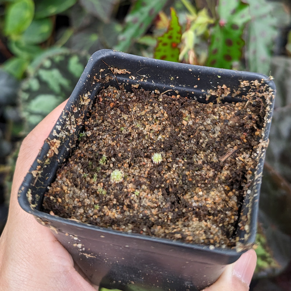 
                      
                        Drosera pycnoblasta Pygmy Sundew
                      
                    