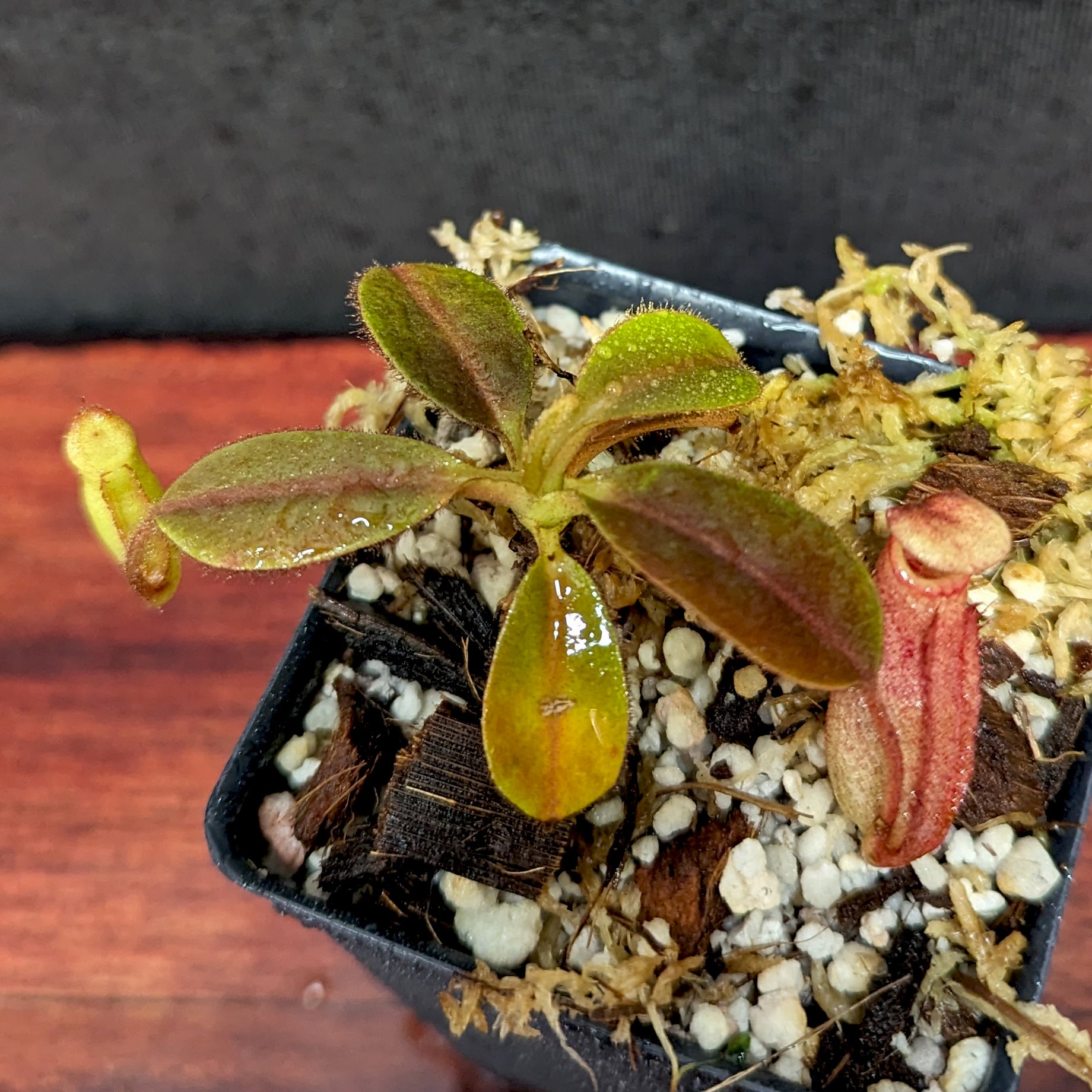 PXL_20240503_162306204.jpg?v=