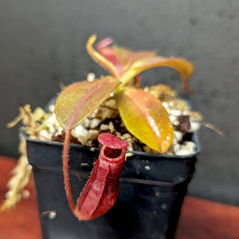 Nepenthes rajah x veitchii Gold Rush seedling with a red curved pitcher and green foliage in a pot