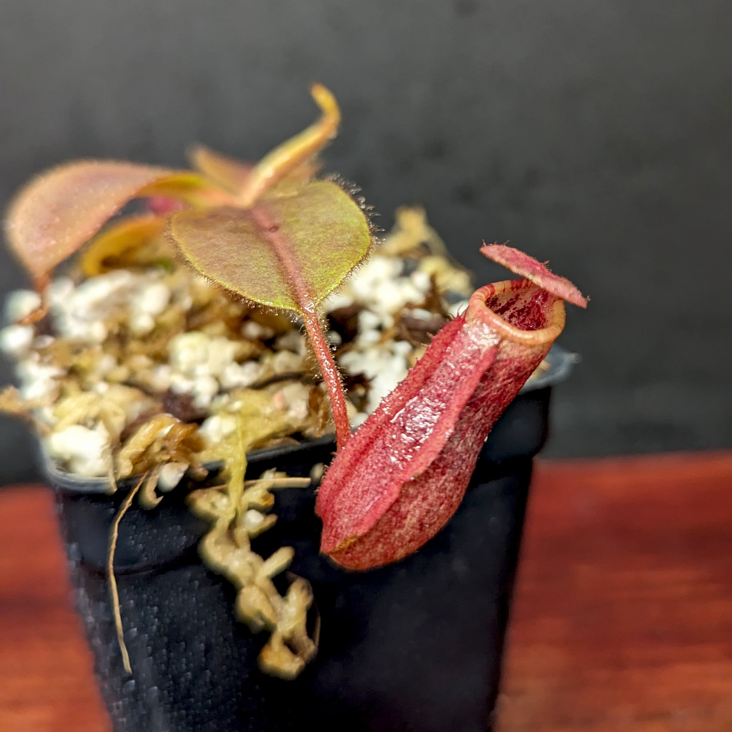 Nepenthes rajah x veitchii 'Gold Rush', BE-4603 – Carnivero