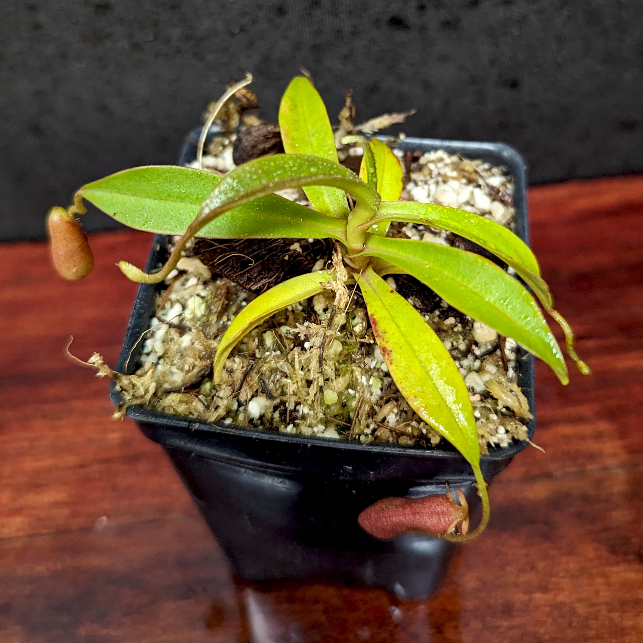 Nepenthes diatas, BE-3861 – Carnivero