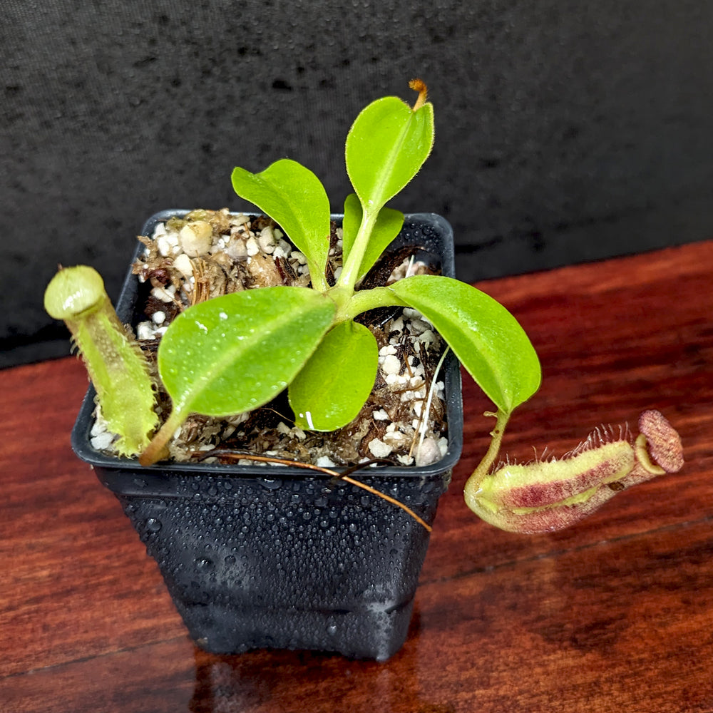 
                      
                        Nepenthes (veitchii x lowii) x robcantleyi, BE-4602
                      
                    