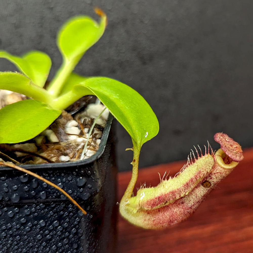 
                      
                        Nepenthes (veitchii x lowii) x robcantleyi, BE-4602
                      
                    