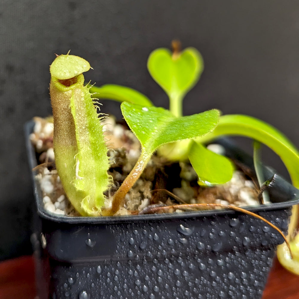 
                      
                        Nepenthes (veitchii x lowii) x robcantleyi, BE-4602
                      
                    