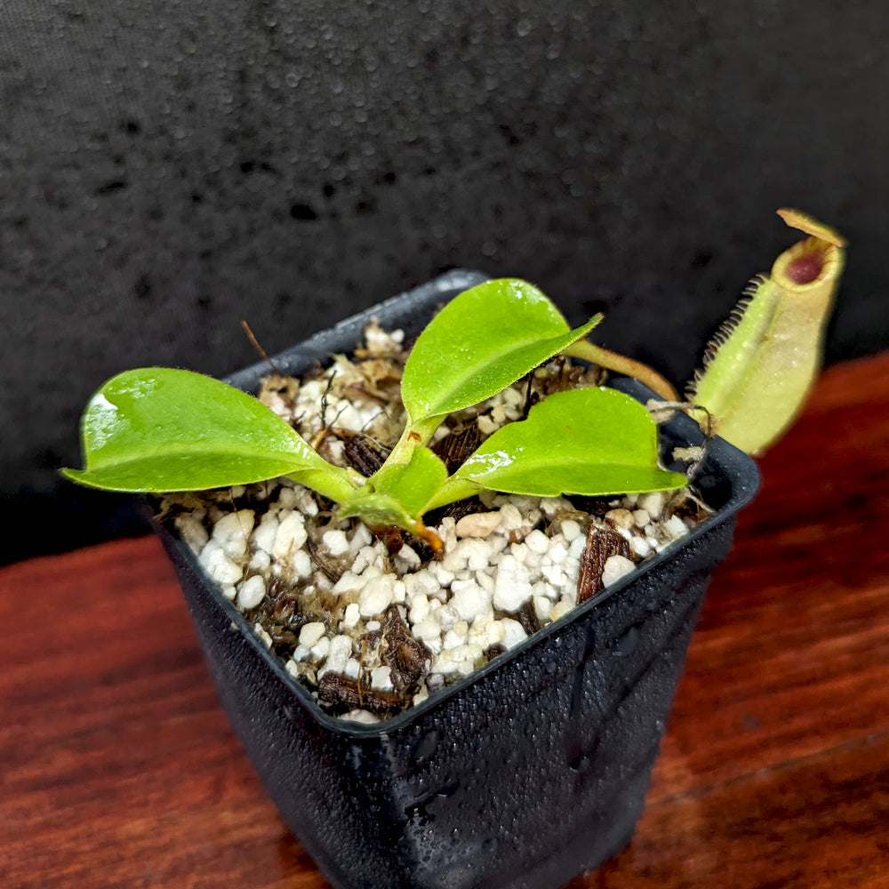 
                      
                        Nepenthes (veitchii x lowii) x robcantleyi, BE-4602
                      
                    